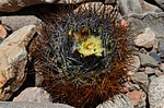 Pyrrhocactus taltalensis Quebrada San Ramon Peru_Chile 2014_2376.jpg